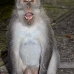 monkey_macaque_balinese_mf_ubud_v_0038_bal0038.jpg